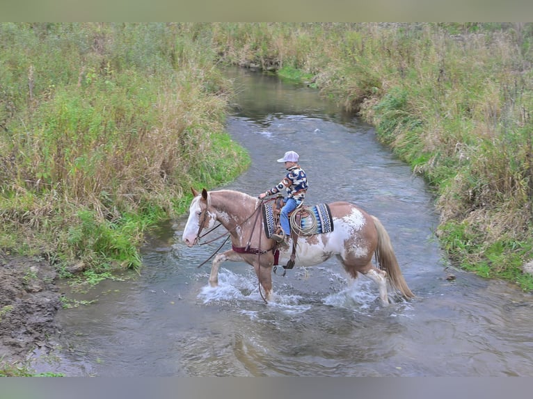 caballo de tiro Mestizo Yegua 10 años 163 cm Sabino in Hastings