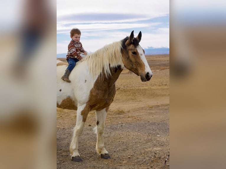 caballo de tiro Mestizo Yegua 10 años 165 cm Pío in Fort Collins