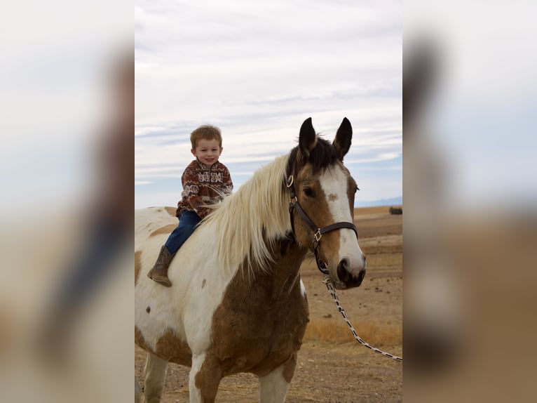 caballo de tiro Mestizo Yegua 10 años 165 cm Pío in Fort Collins