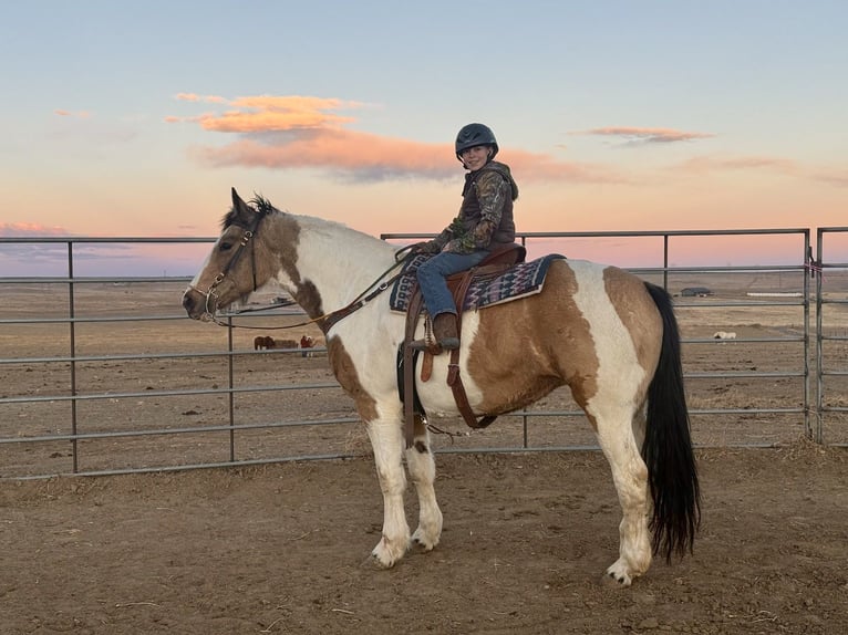 caballo de tiro Mestizo Yegua 10 años 165 cm Pío in Fort Collins
