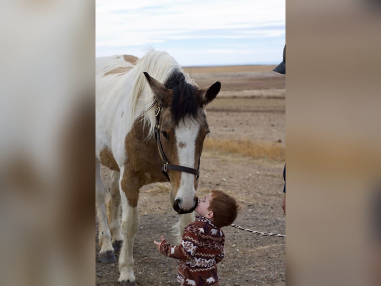 caballo de tiro Mestizo Yegua 10 años 165 cm Pío in Fort Collins