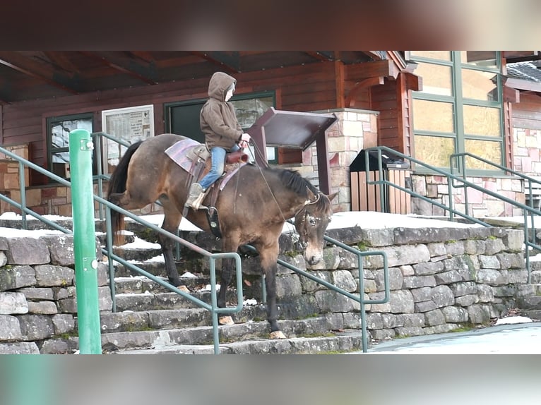 caballo de tiro Mestizo Yegua 11 años 160 cm Castaño rojizo in Rebersburg
