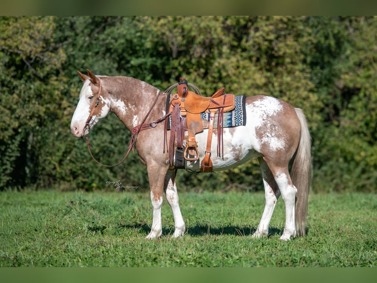 caballo de tiro Mestizo Yegua 11 años 163 cm Sabino in Hastings