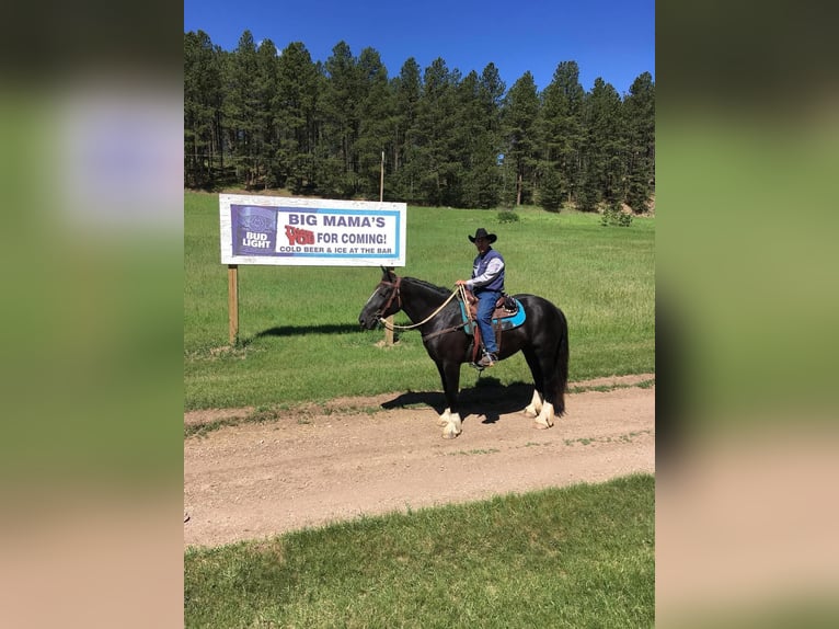 caballo de tiro Yegua 12 años Negro in Howell, MI