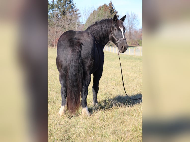 caballo de tiro Yegua 12 años Negro in Howell, MI