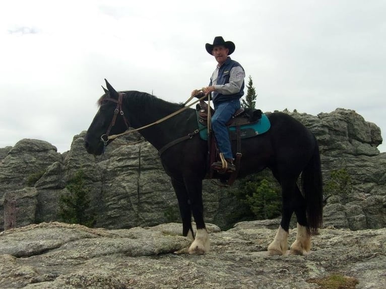 caballo de tiro Yegua 12 años Negro in Howell, MI