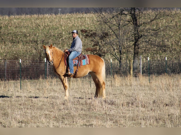 caballo de tiro Yegua 12 años Palomino in Sonora, KY