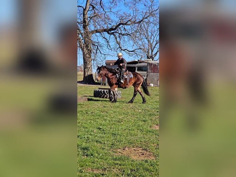 caballo de tiro Mestizo Yegua 13 años 155 cm Castaño oscuro in Allenwood