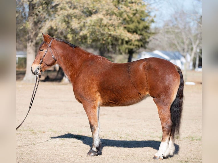 caballo de tiro Yegua 13 años 160 cm Castaño rojizo in Everett PA