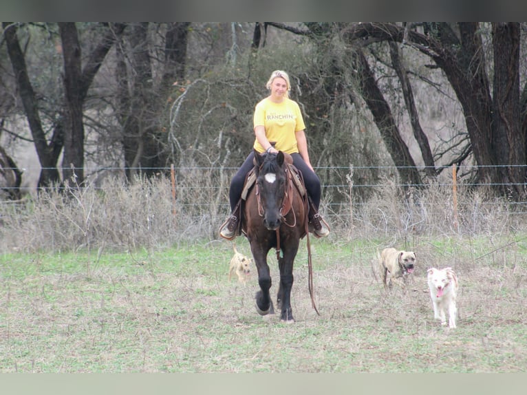 caballo de tiro Yegua 13 años 163 cm Negro in Poolville