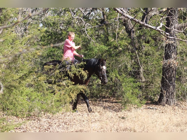 caballo de tiro Yegua 13 años 163 cm Negro in Poolville