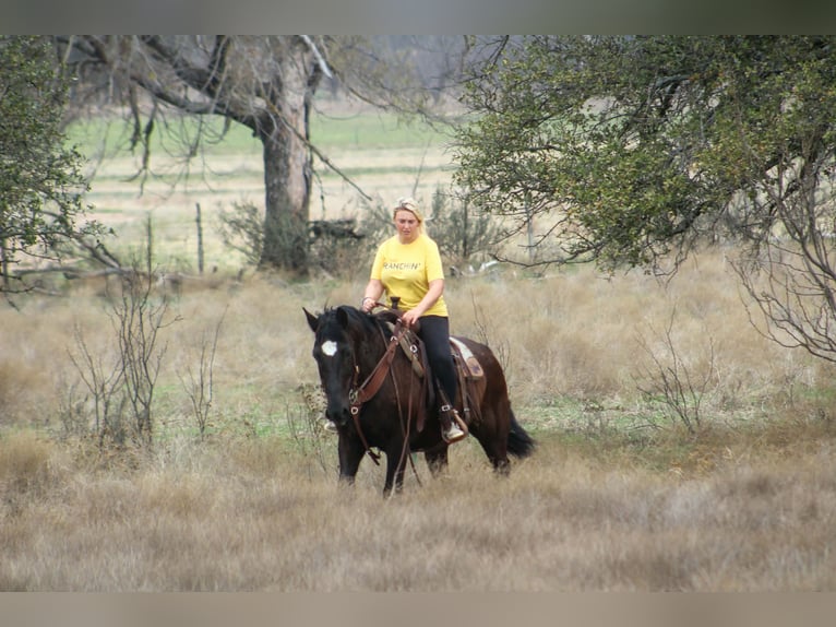 caballo de tiro Yegua 13 años 163 cm Negro in Poolville