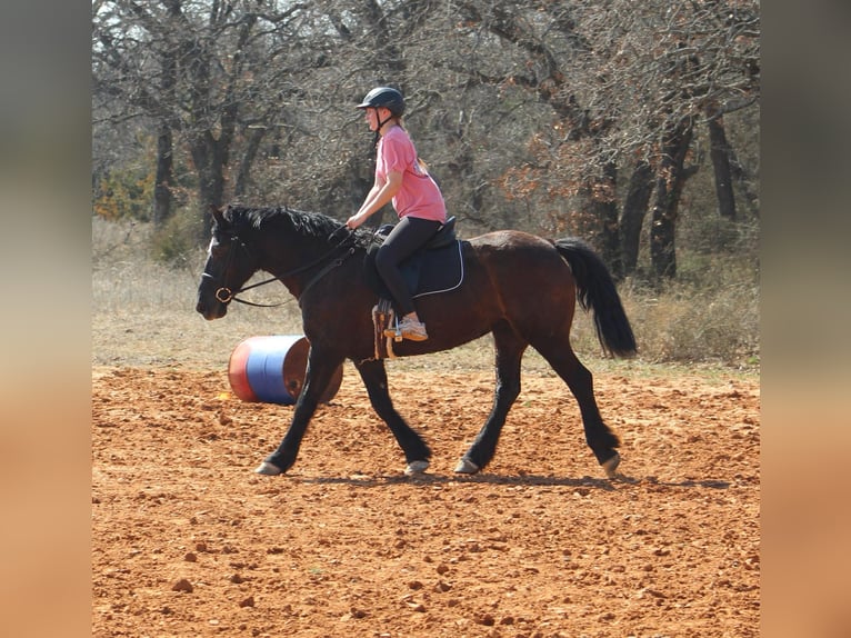 caballo de tiro Yegua 13 años 163 cm Negro in Poolville