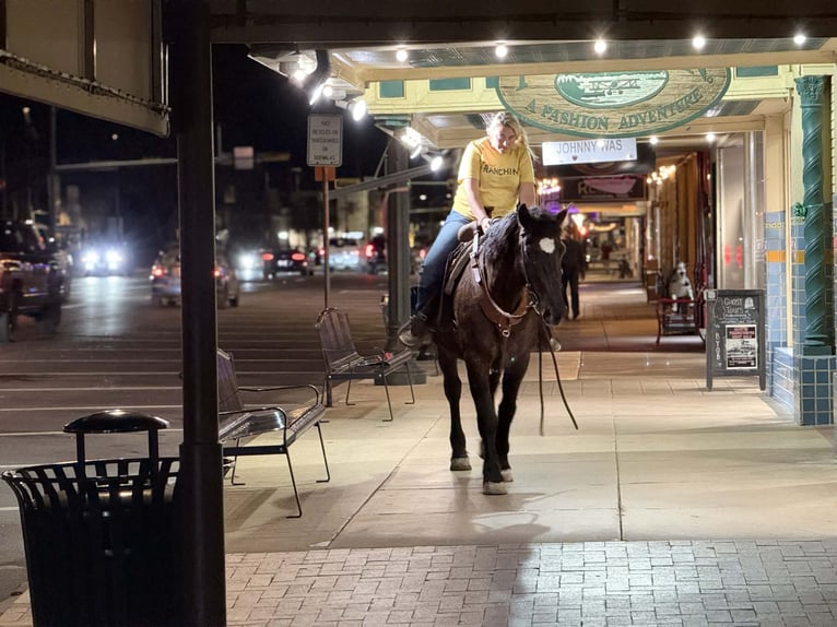 caballo de tiro Yegua 13 años 163 cm Negro in Poolville
