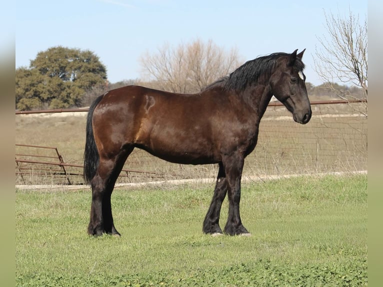 caballo de tiro Yegua 13 años 163 cm Negro in Poolville