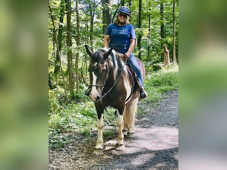 caballo de tiro Yegua 14 años 163 cm Pío in Kerhonkson NY