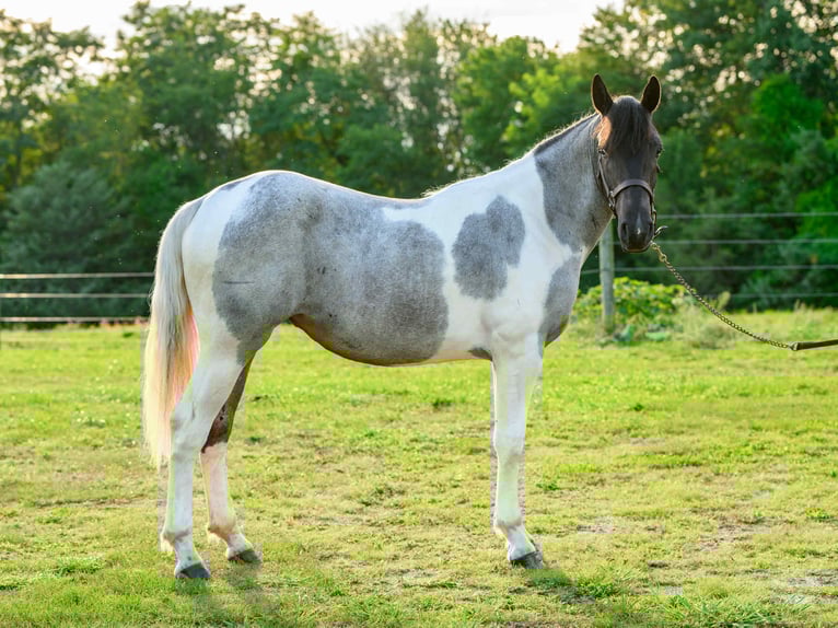 caballo de tiro Yegua 1 año 145 cm Tobiano-todas las-capas in Narvon