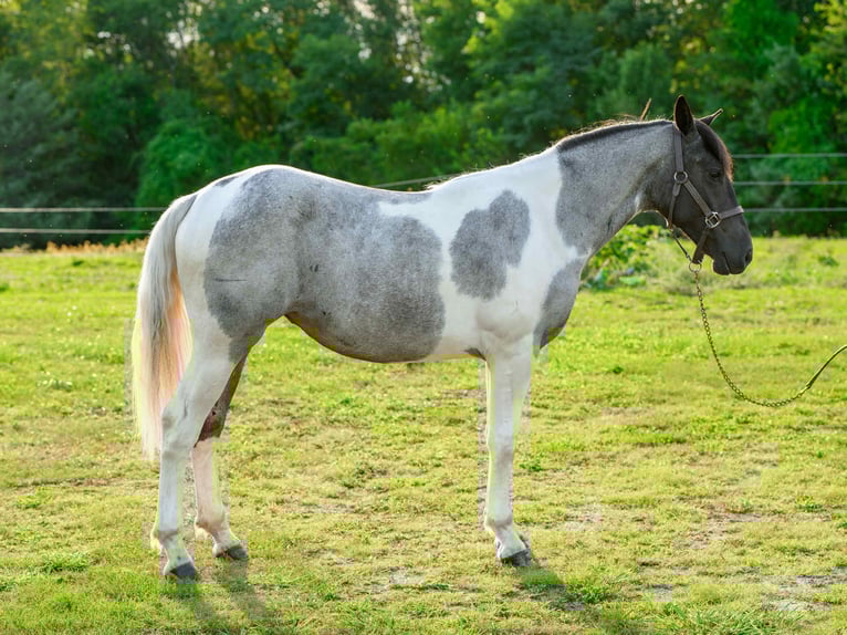 caballo de tiro Yegua 1 año 145 cm Tobiano-todas las-capas in Narvon