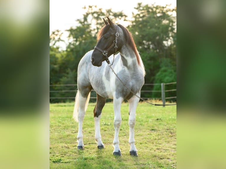 caballo de tiro Yegua 1 año 145 cm Tobiano-todas las-capas in Narvon