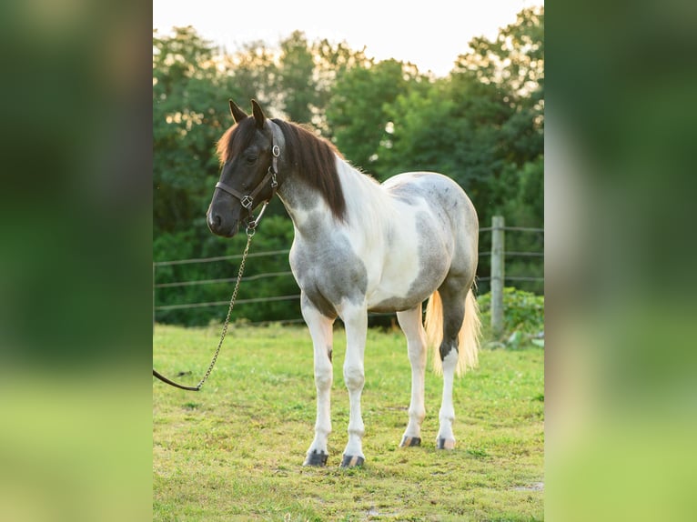 caballo de tiro Yegua 1 año 145 cm Tobiano-todas las-capas in Narvon