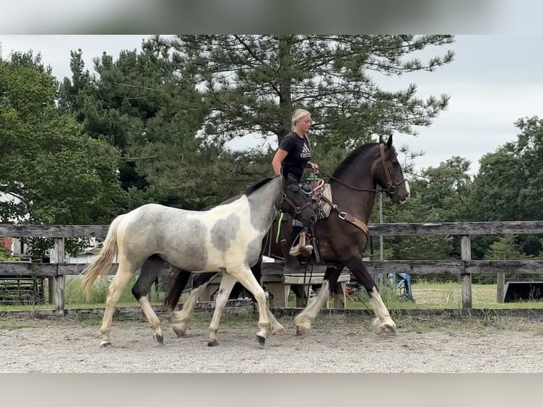 caballo de tiro Yegua 1 año 145 cm Tobiano-todas las-capas in Narvon