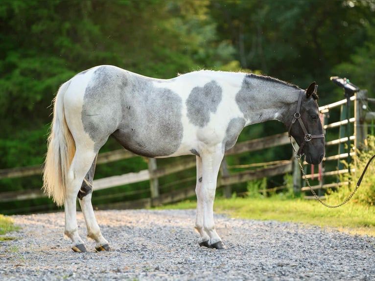 caballo de tiro Yegua 1 año 145 cm Tobiano-todas las-capas in Narvon