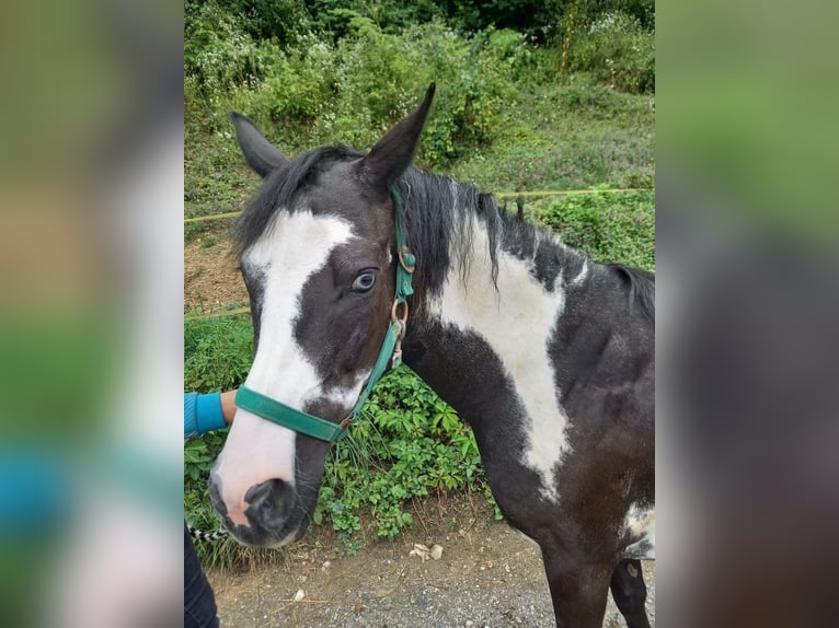 caballo de tiro Mestizo Yegua 23 años Alazán rojizo in Ruhstattvölkermarkt