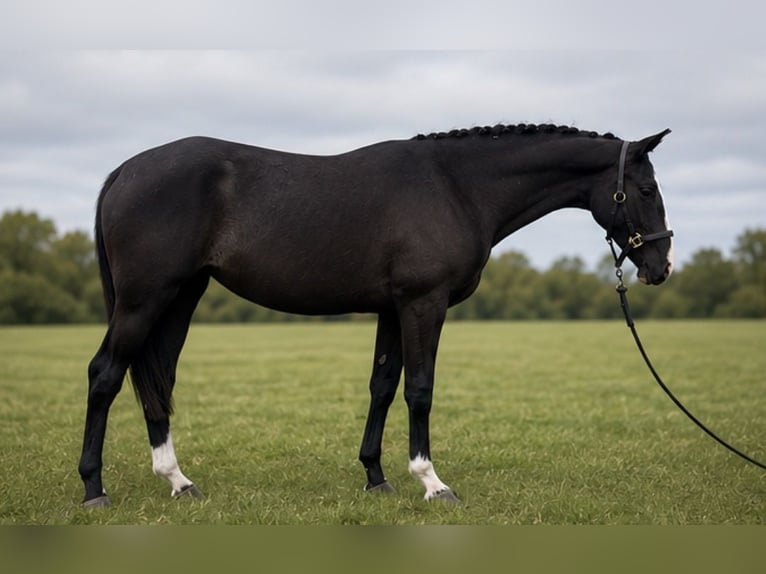 caballo de tiro Yegua 2 años 167 cm Negro in essex