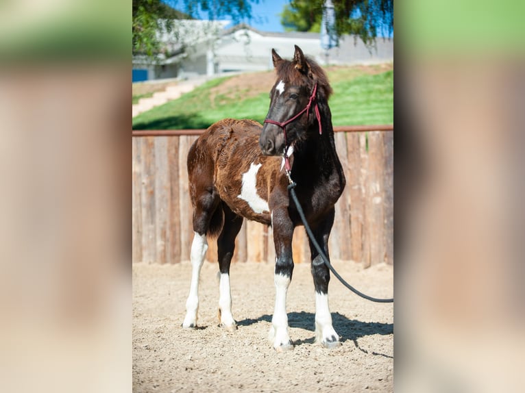 caballo de tiro Yegua 2 años Tobiano-todas las-capas in Murrieta, CA