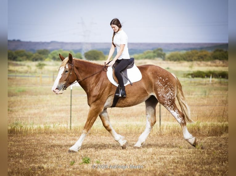 caballo de tiro Mestizo Yegua 3 años 173 cm Alazán rojizo in Glen Rose
