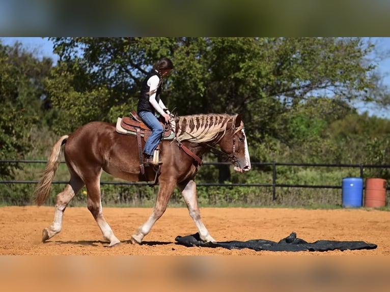 caballo de tiro Mestizo Yegua 3 años 173 cm Alazán rojizo in Glen Rose
