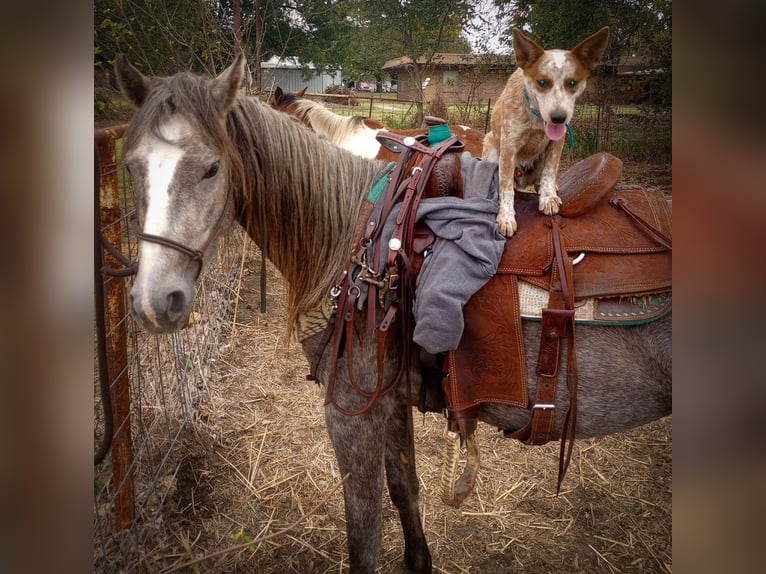 caballo de tiro Yegua 3 años Tordo in Caddo