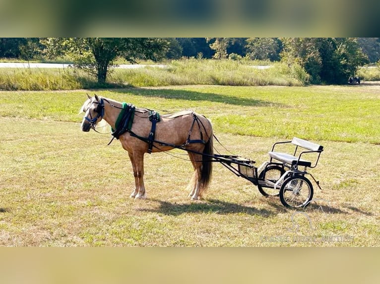 caballo de tiro Yegua 4 años 142 cm Palomino in Ava, MO