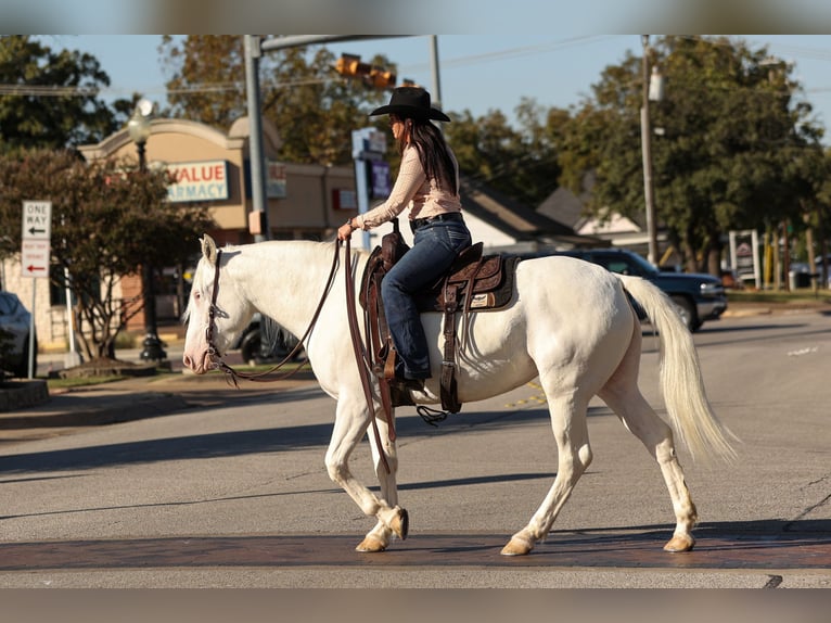 caballo de tiro Mestizo Yegua 4 años 150 cm White/Blanco in Joshua, TX