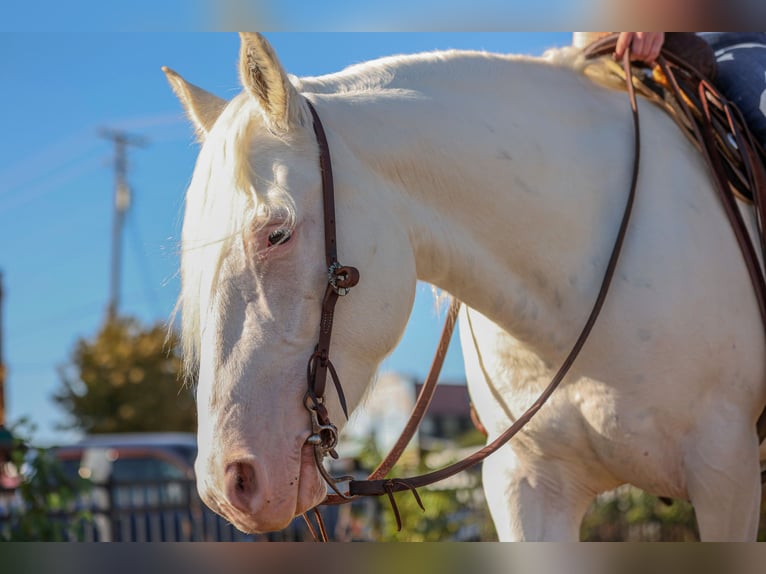 caballo de tiro Mestizo Yegua 4 años 150 cm White/Blanco in Joshua, TX