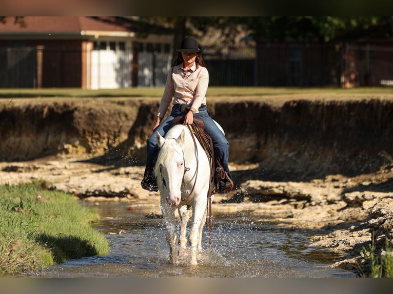 caballo de tiro Mestizo Yegua 4 años 150 cm White/Blanco in Joshua, TX