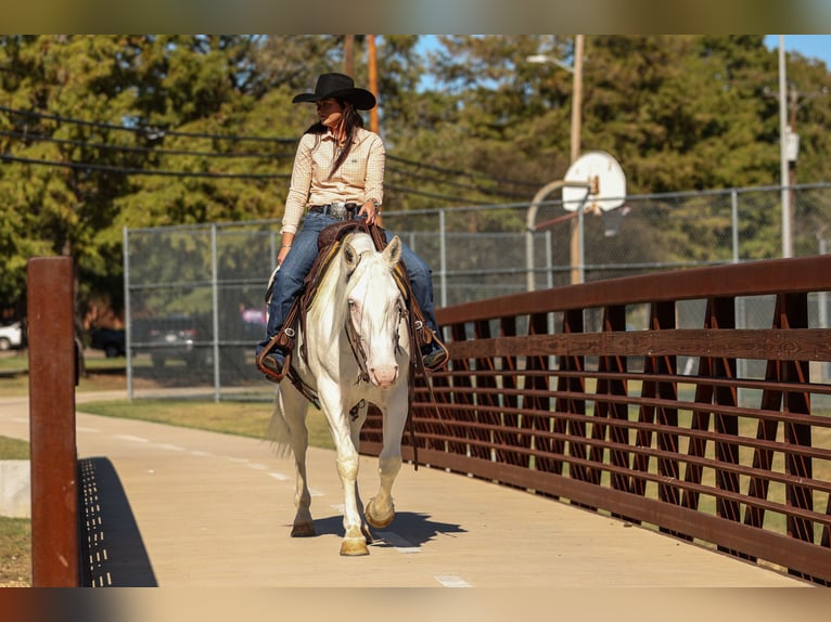 caballo de tiro Mestizo Yegua 4 años 150 cm White/Blanco in Joshua, TX