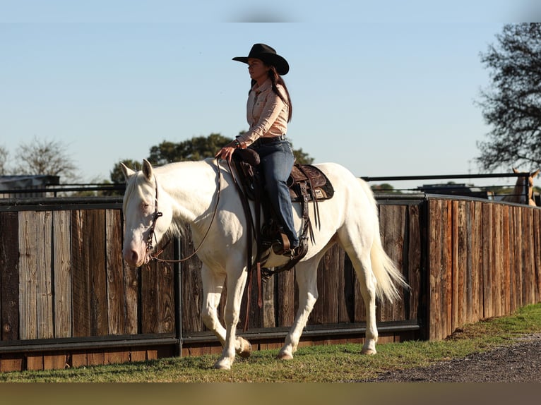 caballo de tiro Mestizo Yegua 4 años 150 cm White/Blanco in Joshua, TX