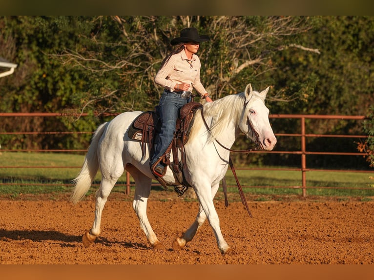 caballo de tiro Mestizo Yegua 4 años 150 cm White/Blanco in Joshua, TX