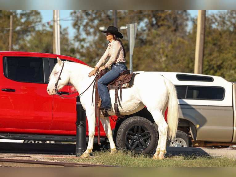 caballo de tiro Mestizo Yegua 4 años 150 cm White/Blanco in Joshua, TX