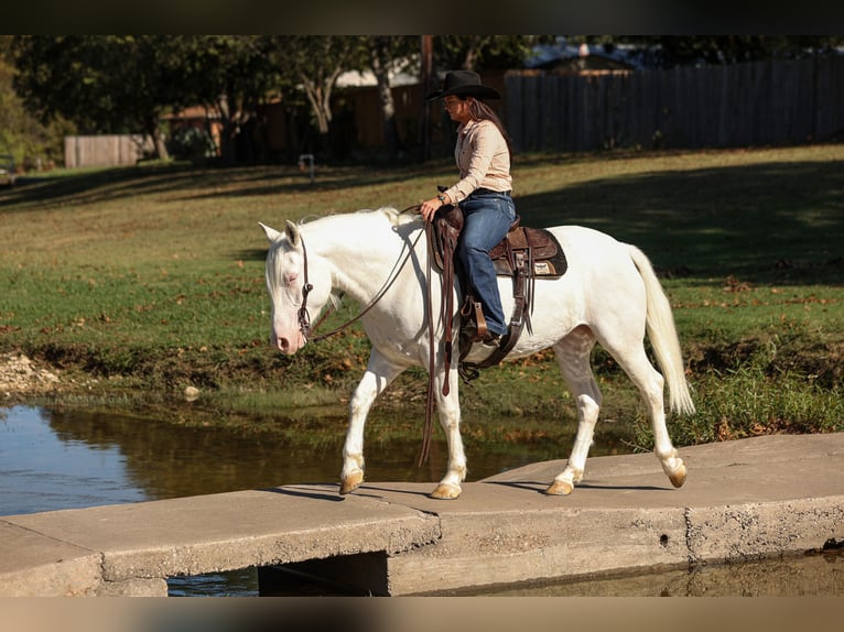 caballo de tiro Mestizo Yegua 4 años 150 cm White/Blanco in Joshua, TX