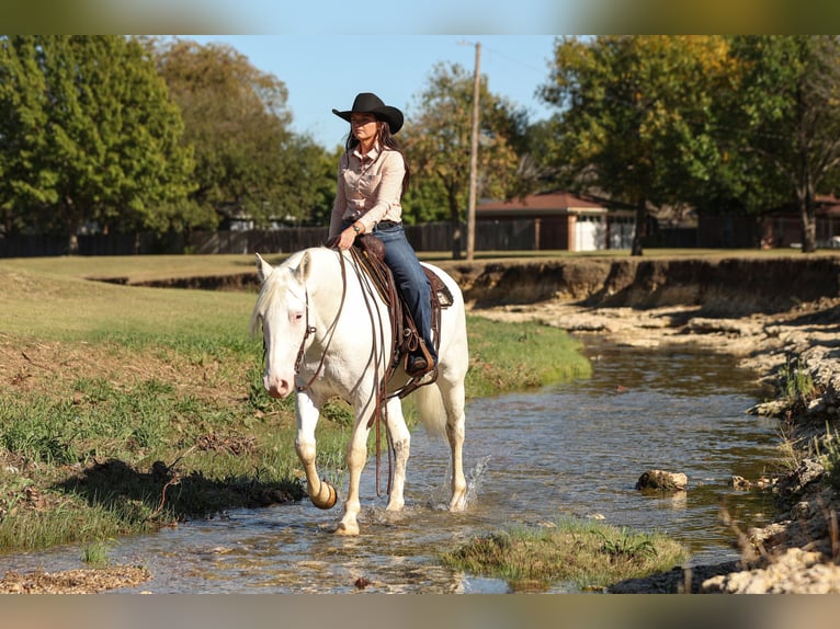 caballo de tiro Mestizo Yegua 4 años 150 cm White/Blanco in Joshua, TX