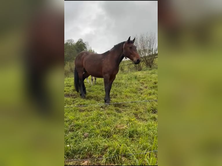 caballo de tiro Mestizo Yegua 4 años 152 cm Castaño oscuro in Pola De Laviana