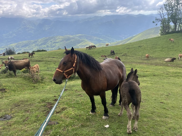 caballo de tiro Mestizo Yegua 4 años 152 cm Castaño oscuro in Pola De Laviana