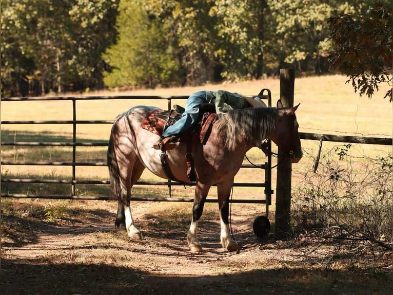 caballo de tiro Mestizo Yegua 4 años 152 cm Castaño-ruano in Quitman caballo de tiro Mestizo Yegua 4 años 152 cm Castaño-ruano in Quitman