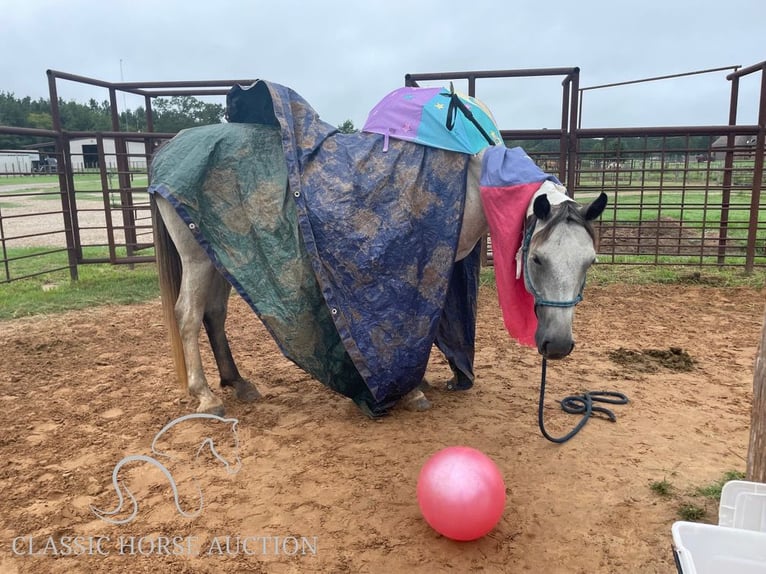 caballo de tiro Yegua 4 años 152 cm Tordo in New Summerfield, TX