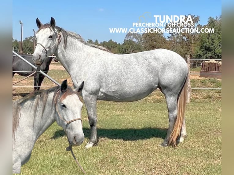 caballo de tiro Yegua 4 años 152 cm Tordo in New Summerfield, TX