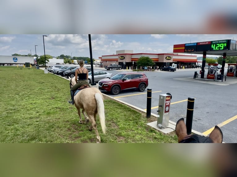 caballo de tiro Yegua 4 años 155 cm Palomino in Gap caballo de tiro Yegua 4 años 155 cm Palomino in Gap