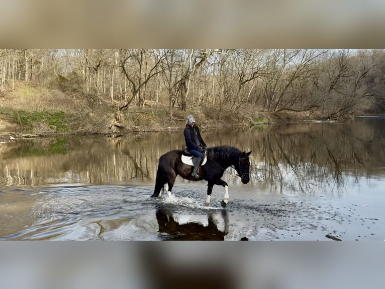 caballo de tiro Mestizo Yegua 4 años 155 cm Pío in Gap