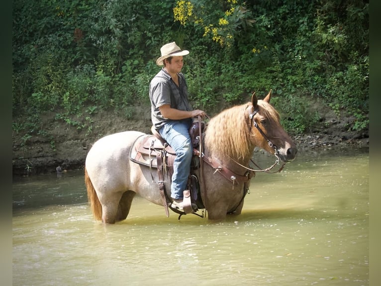 caballo de tiro Yegua 4 años 155 cm Ruano alazán in Liberty, KY